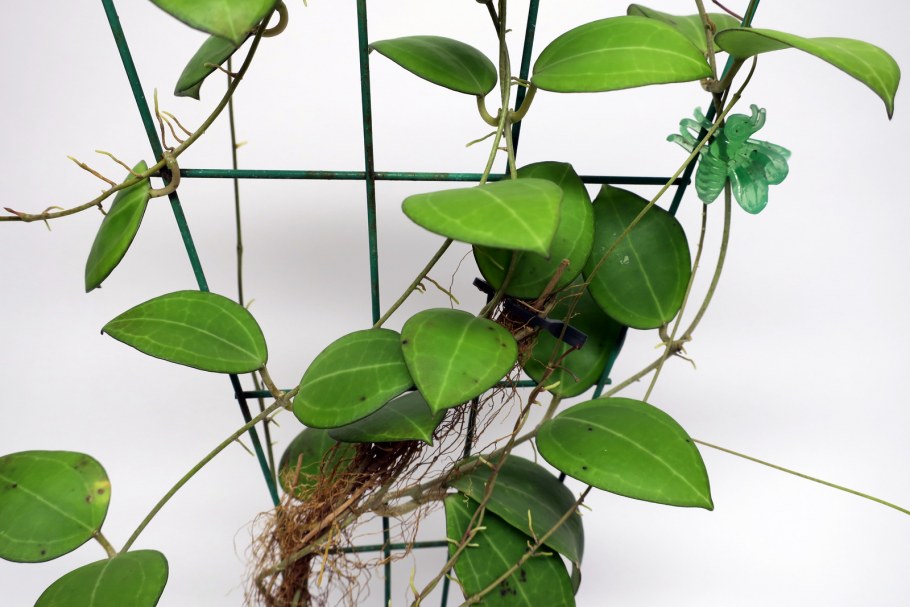 Настенные цветы комнатные