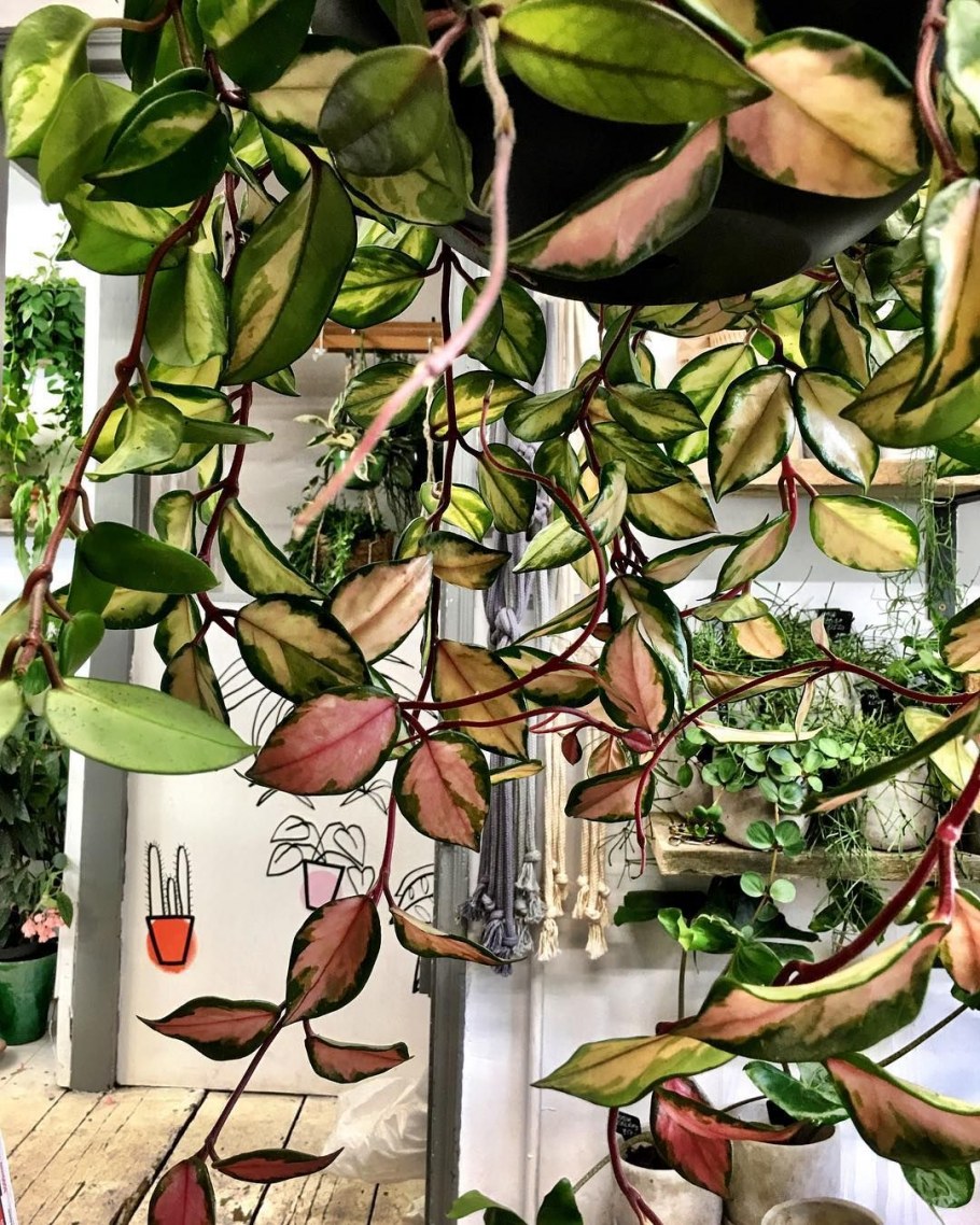 Хойя Халконенсис