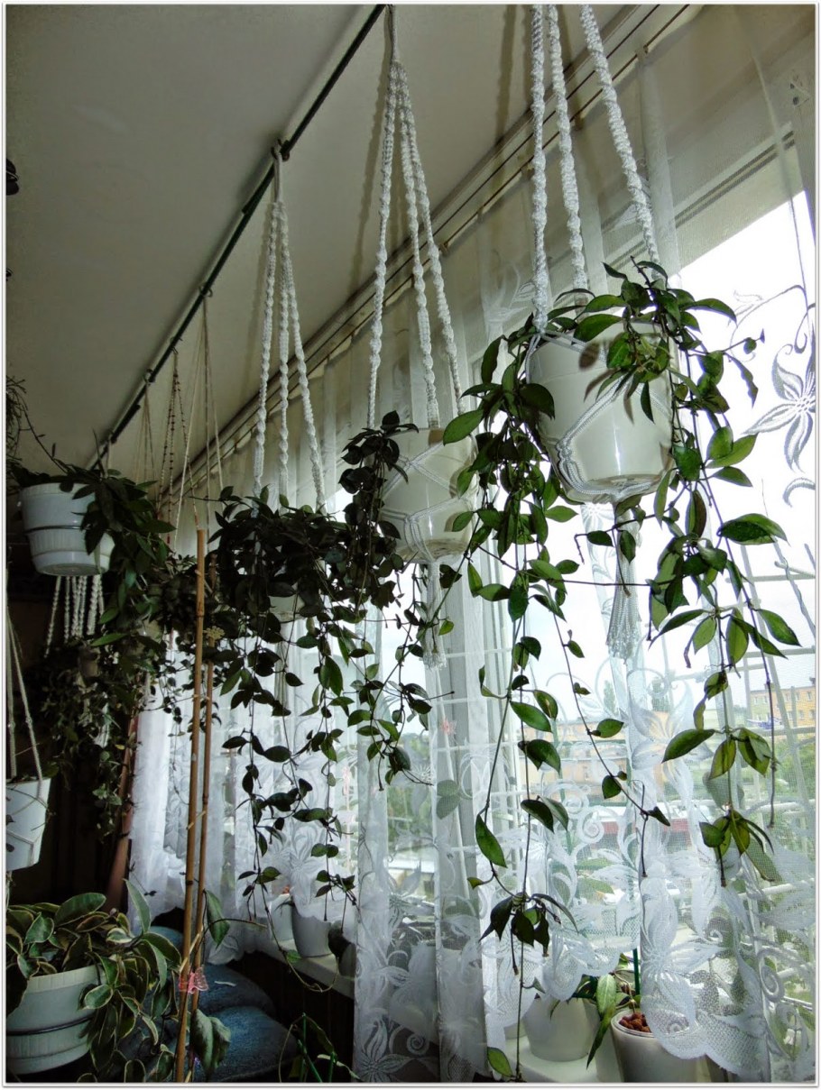 Хойя Карноза Белла