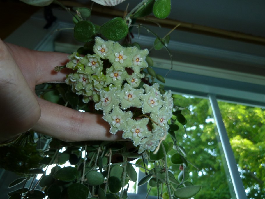 Хойя Карноза в горшке