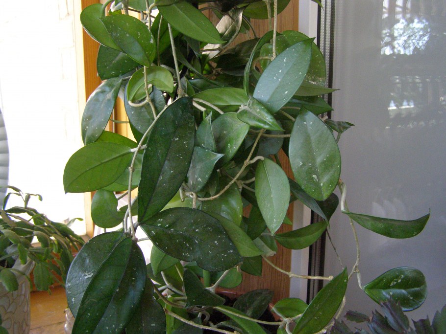 Хойя Маргината фото