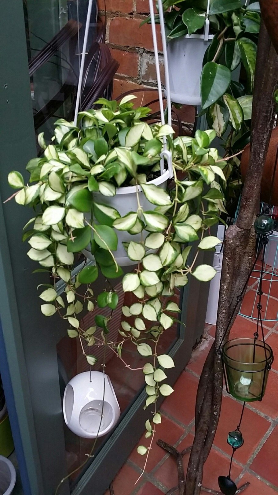 Цветок Хойя мелколистная