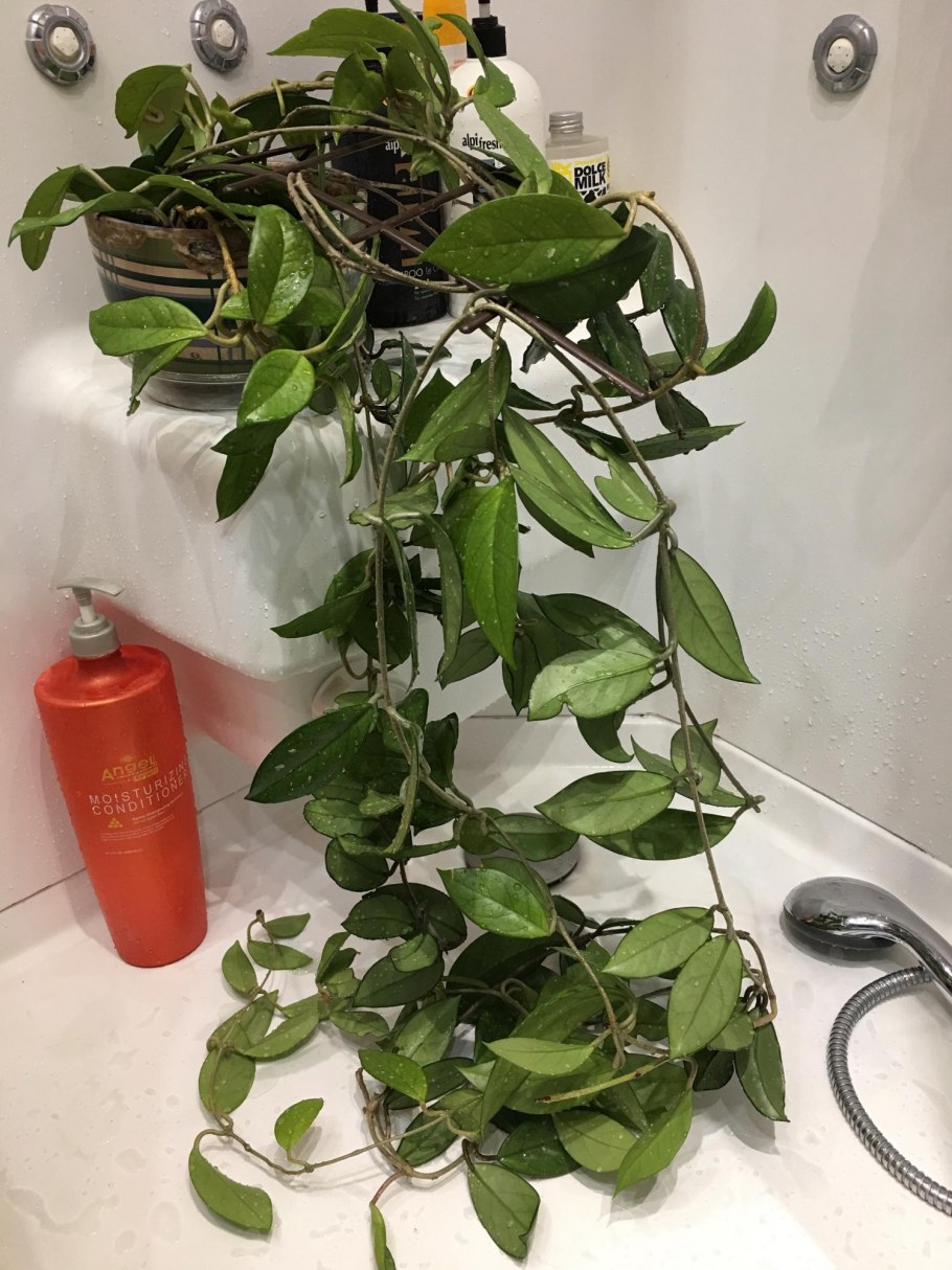 Хойи в интерьере