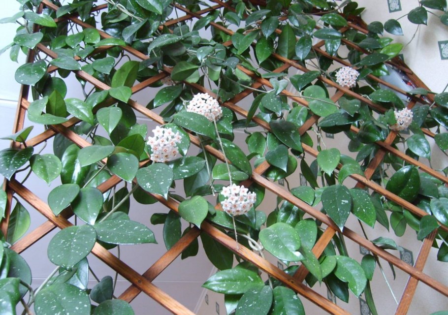 Фикус Хойя плетущийся