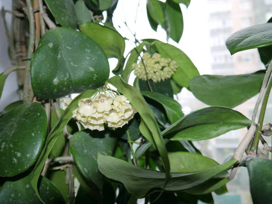 Хойя сердце