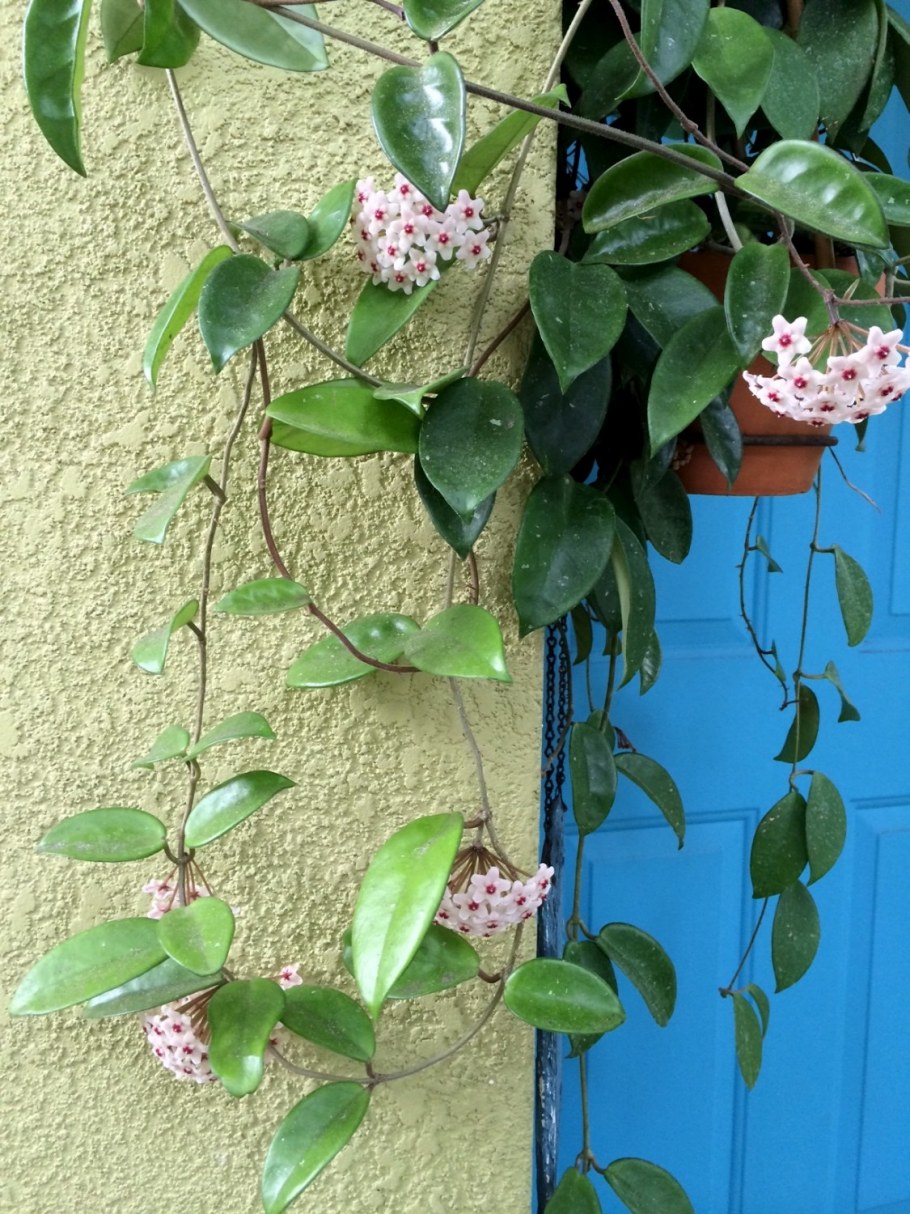 Хойя Карноза в горшке