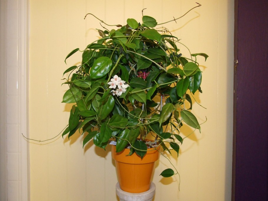 Hoya paulshirleyi = ut009