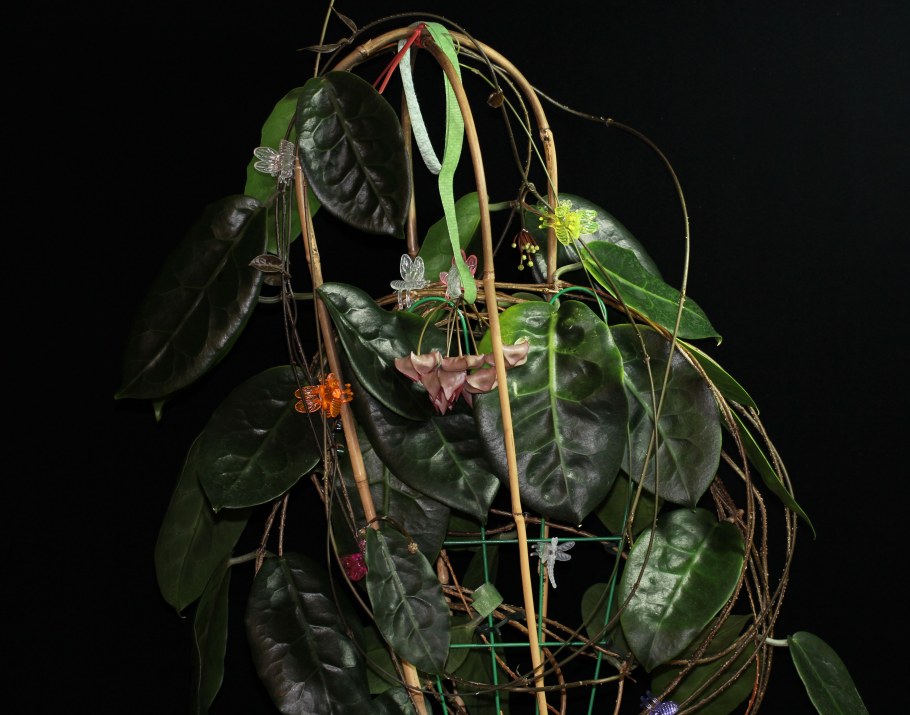 Хойя в вазоне