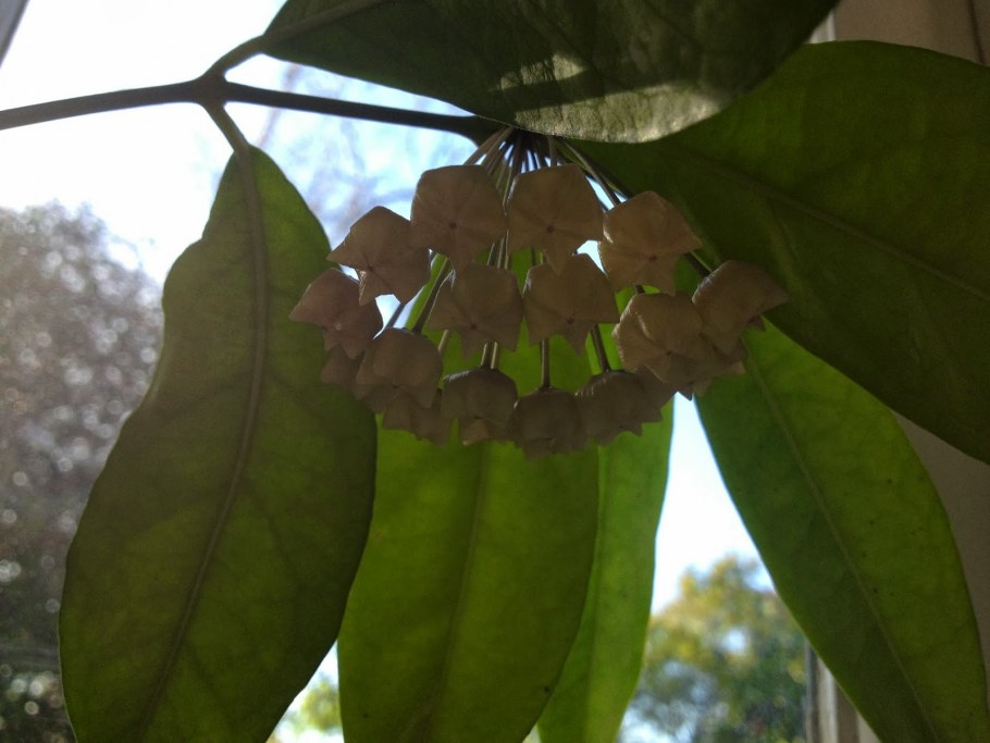 Цветок Хойя Белла