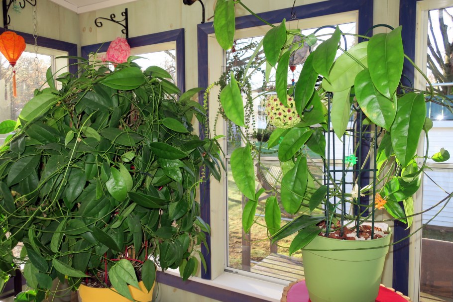 Карноза кудрявая Хойя