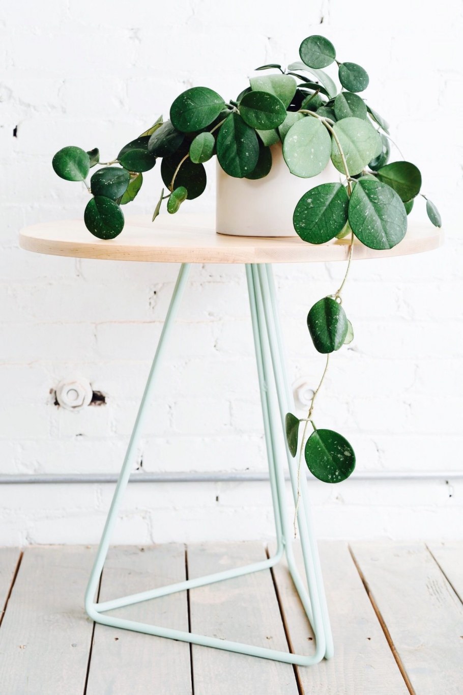 Хойя retusa Serpens