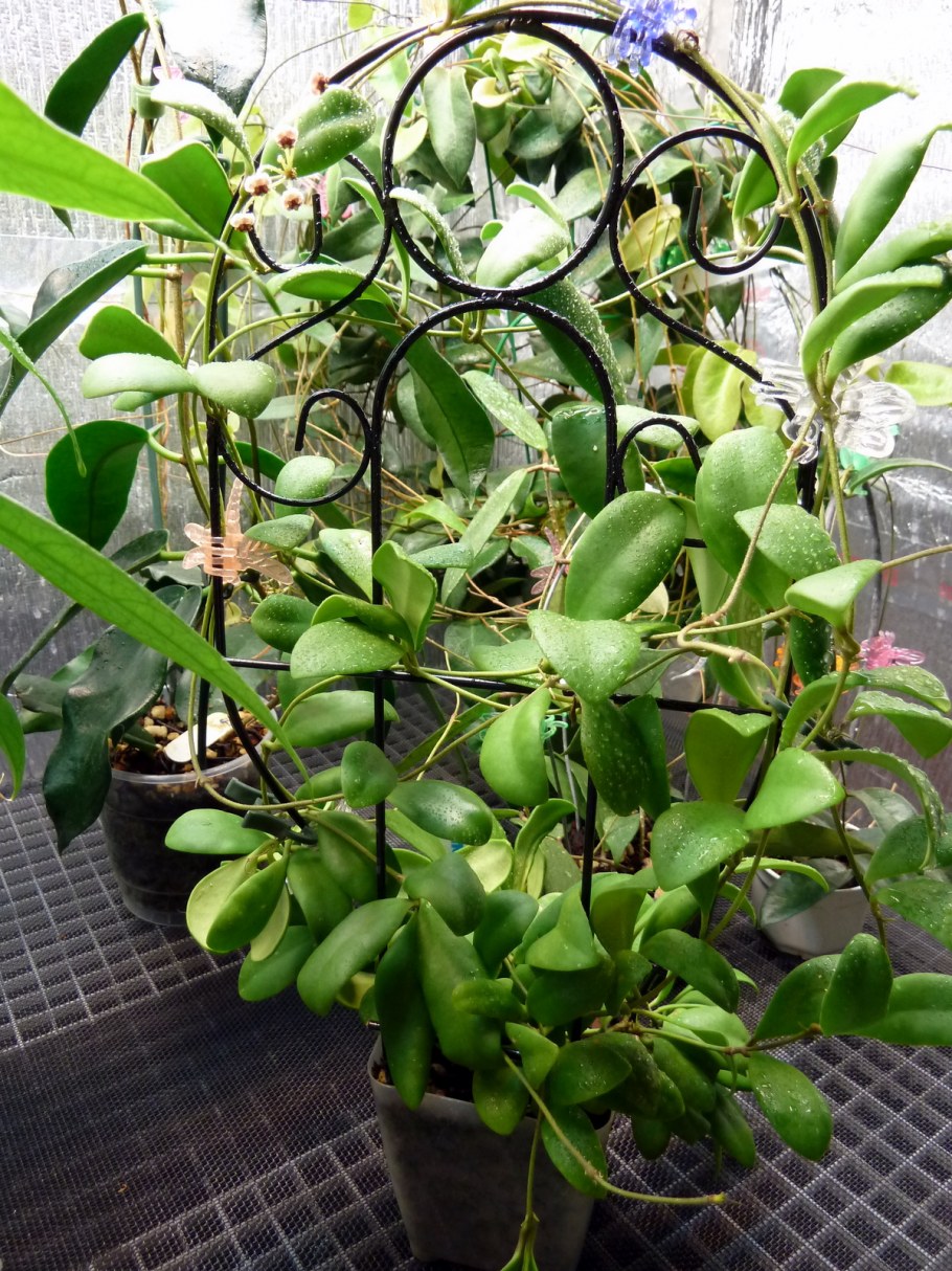 Хойя Карноза