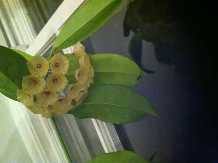 Хойя восковой плющ