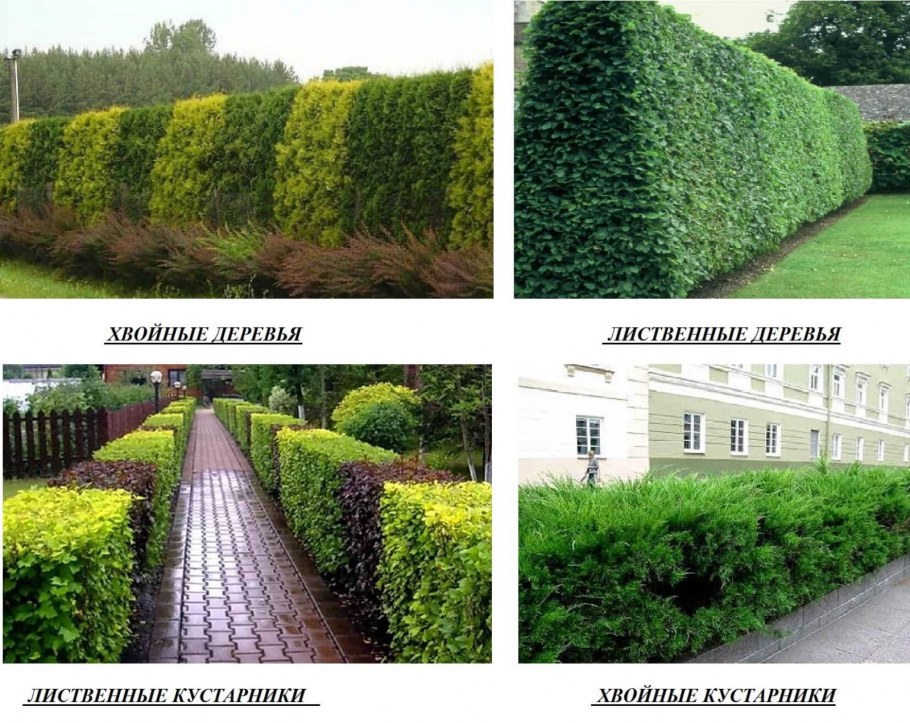 Туя Брабант Живая изгородь