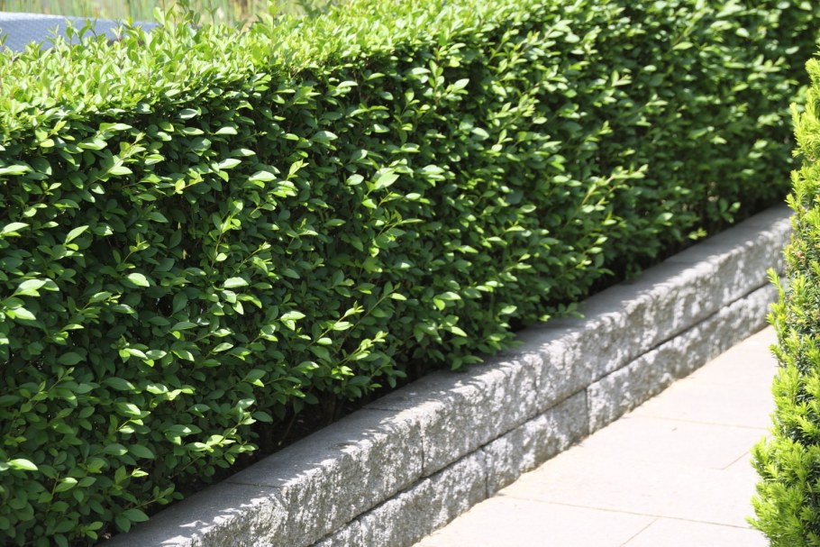 Туя Брабант изгородь