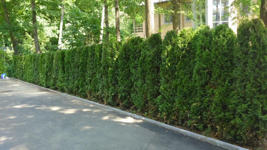 Живой забор из кукурузы