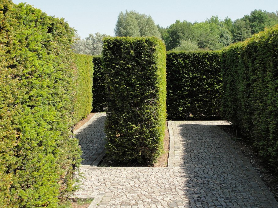 Бирючина Живая изгородь