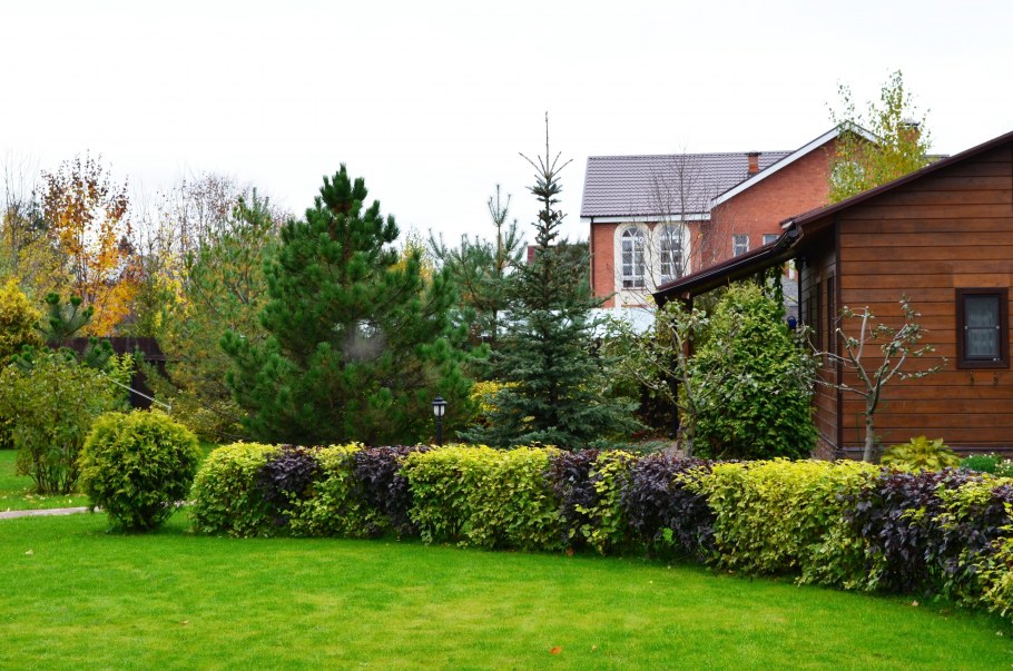 Тисс Живая изгородь