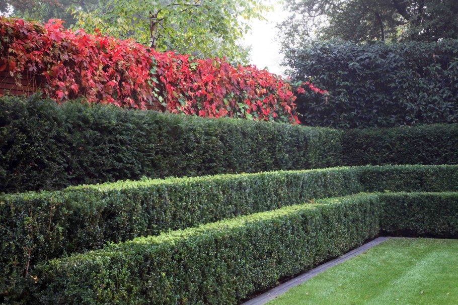 Ель пунгенс Глаука