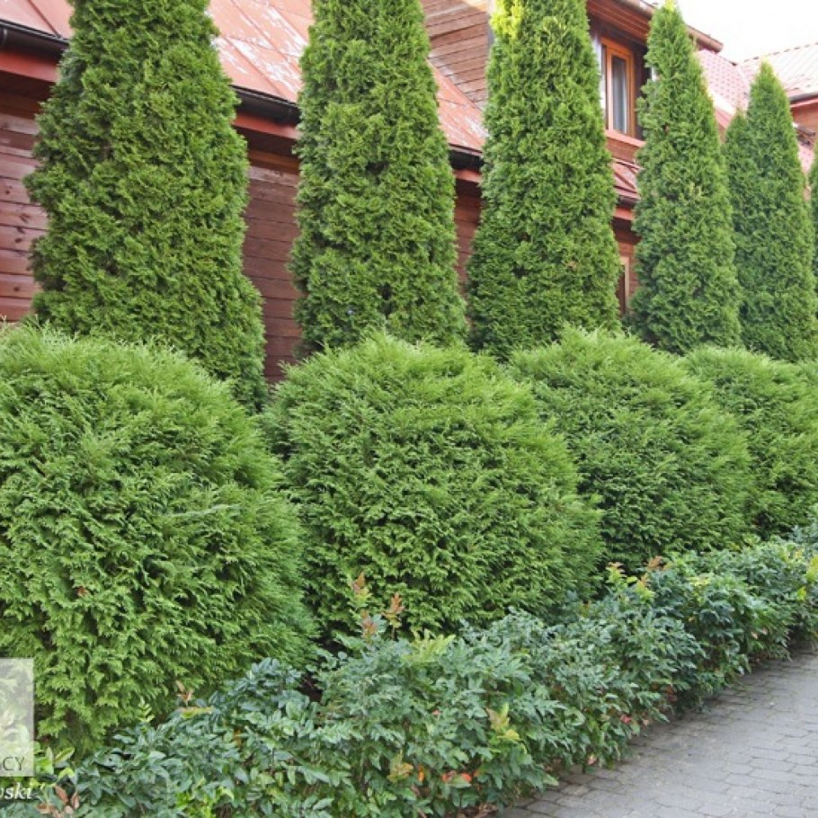 Туя Западная Brabant Живая изгородь