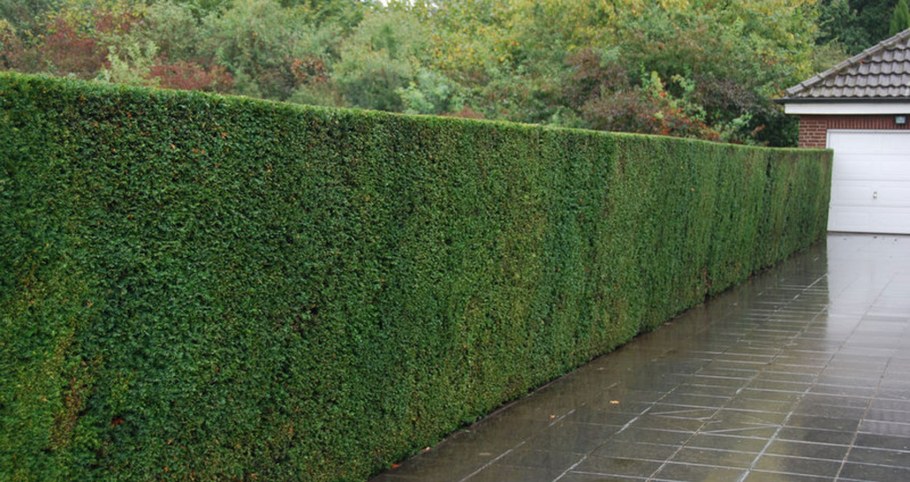 Ель Сибирская Живая изгородь