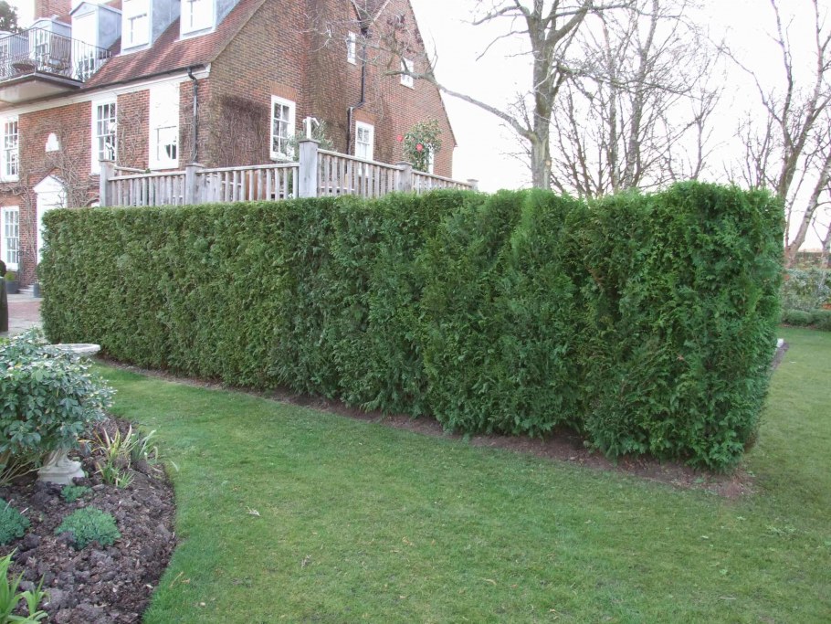 Бирючина Живая изгородь