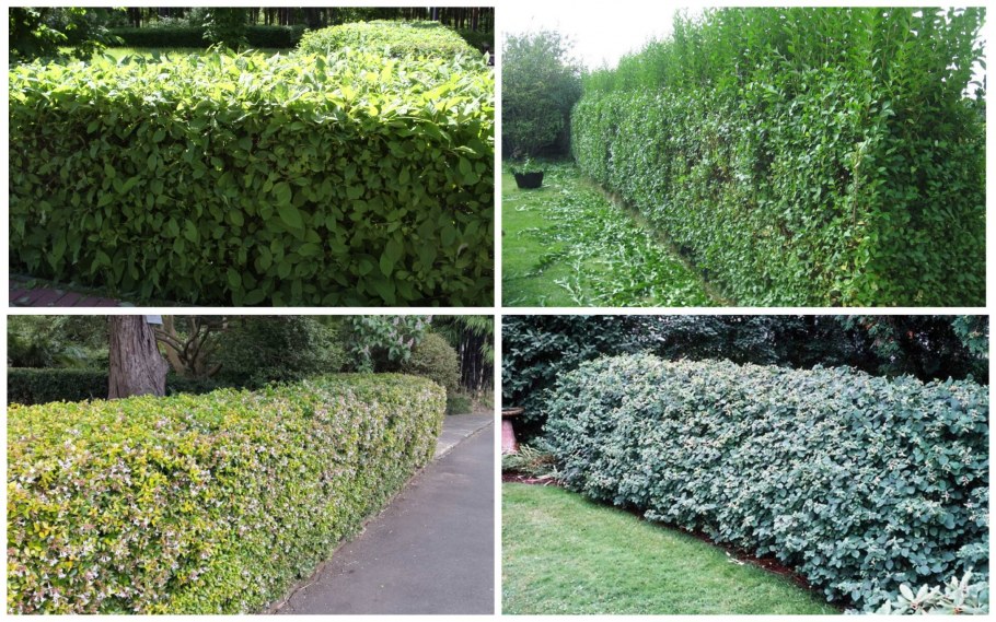 Изгородь из пузыреплодника и туи