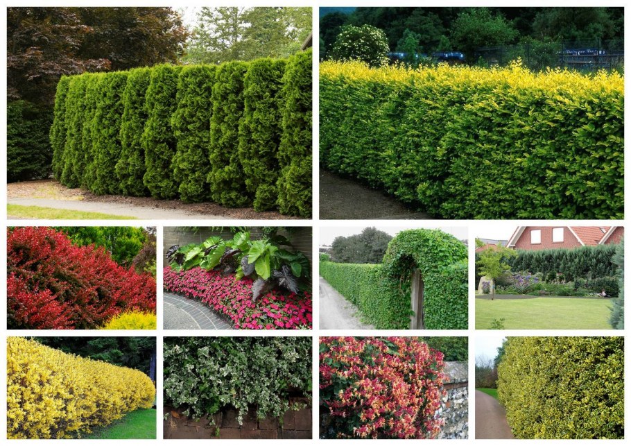 Кизильник и туи в изгороди