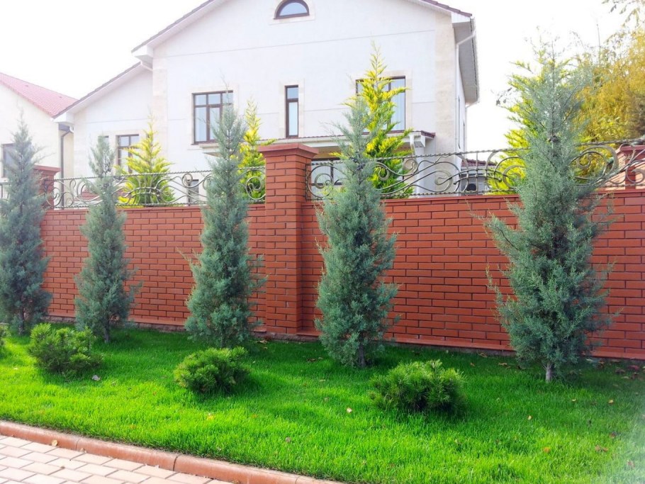 Деревья и кустарники вдоль забора