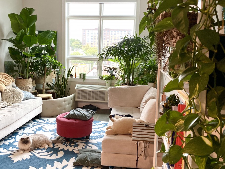 Зимний сад в квартире