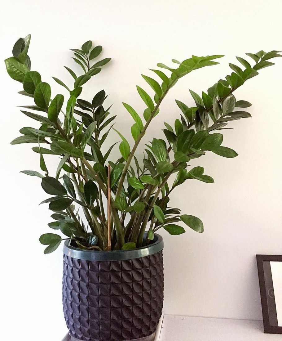 Замиокулькас замиелистный