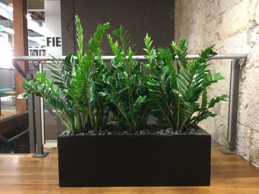 Замиокулькас Скандинавский стиль