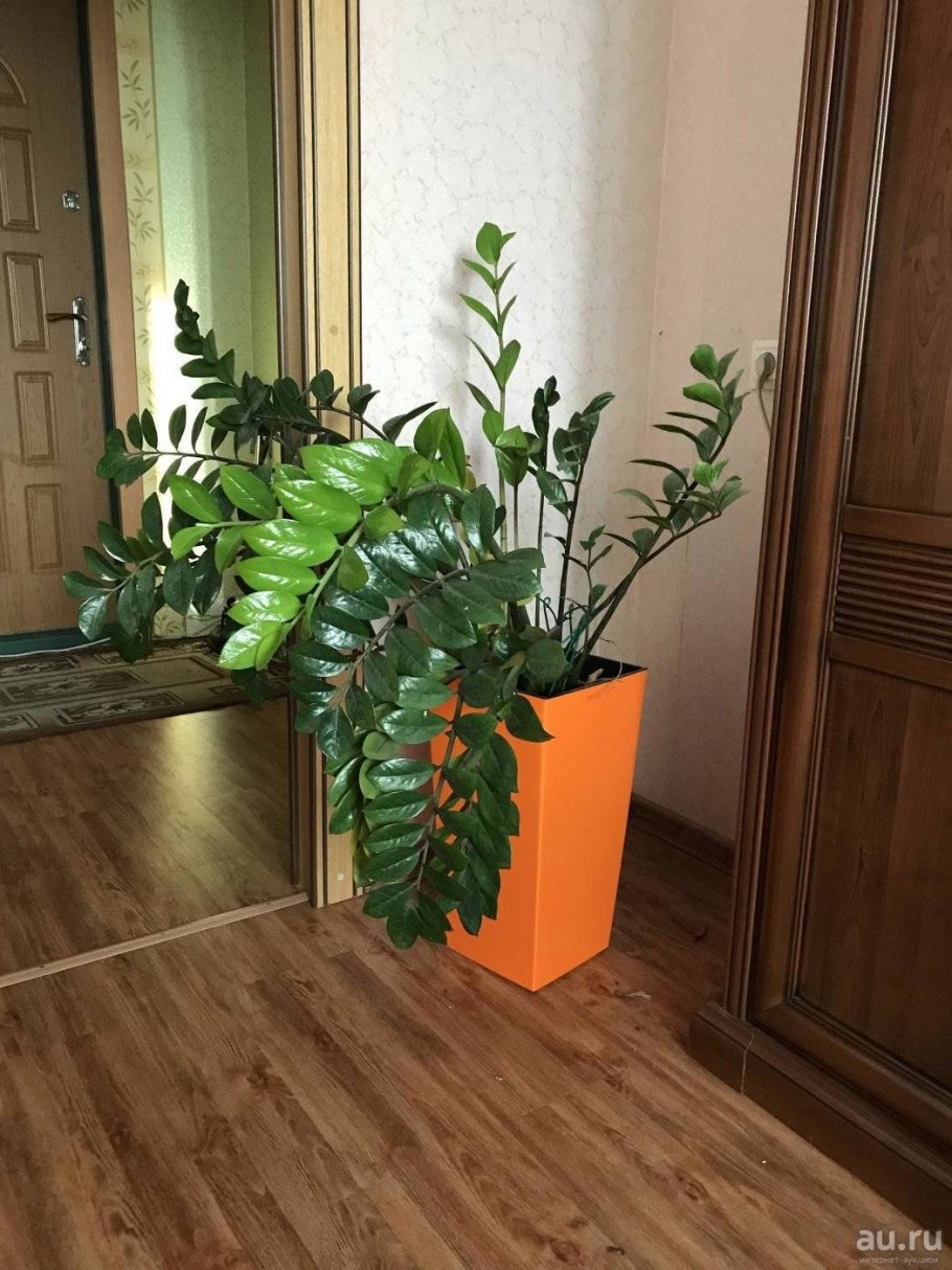 Persillade Персилладе