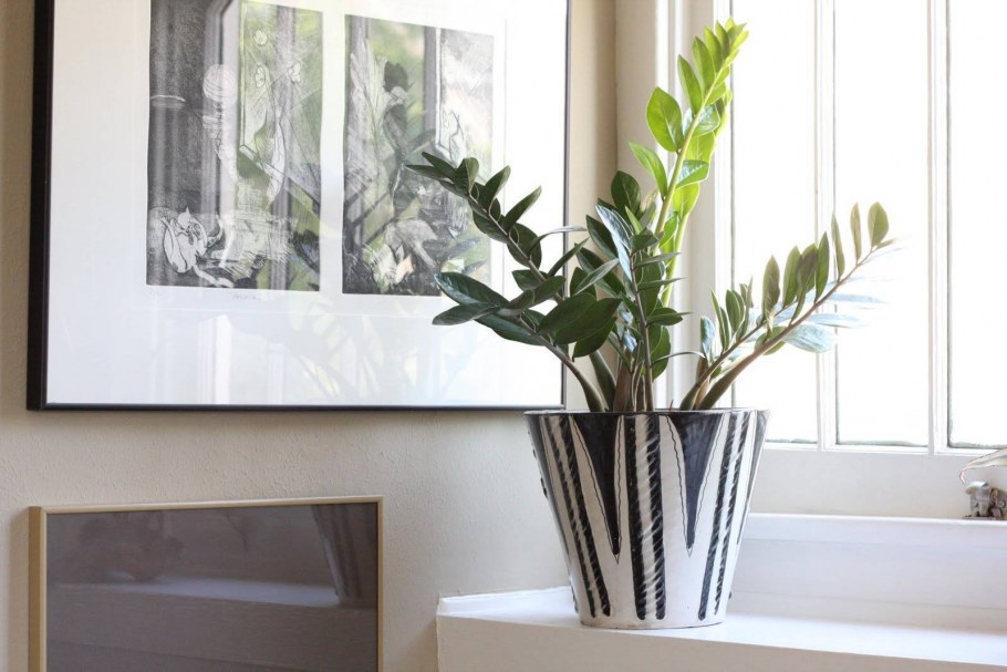 Замиокулькас икеа