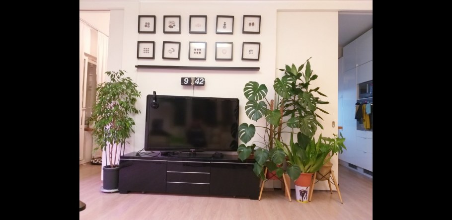 Замиокулькас ланцетовидный