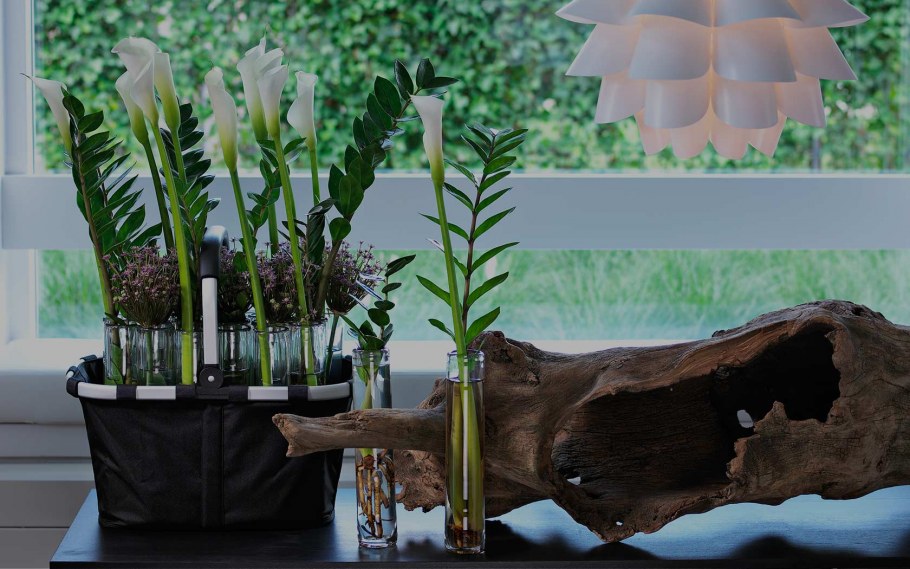 Сансевиерия плантс