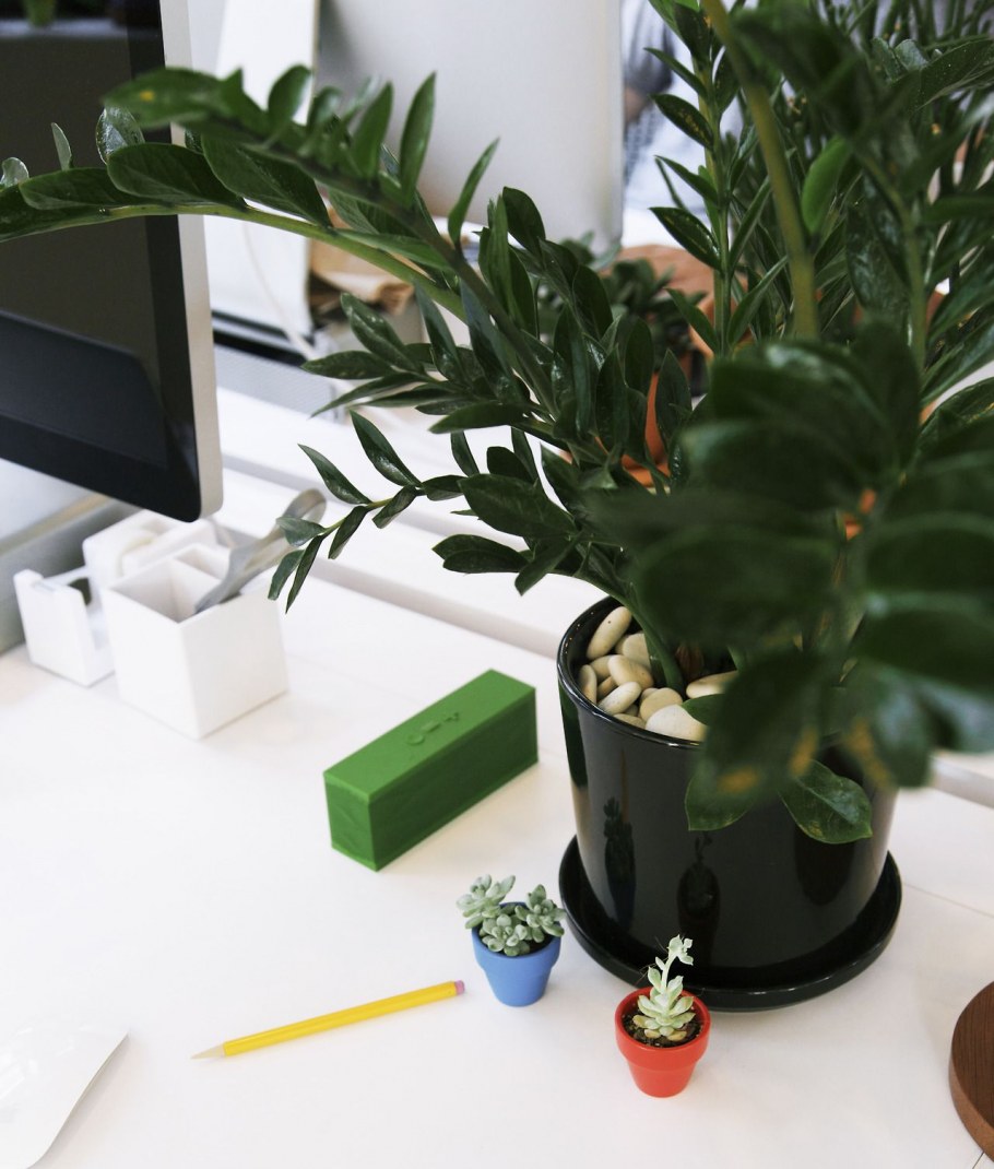 Тенелюбивые горшечные растения