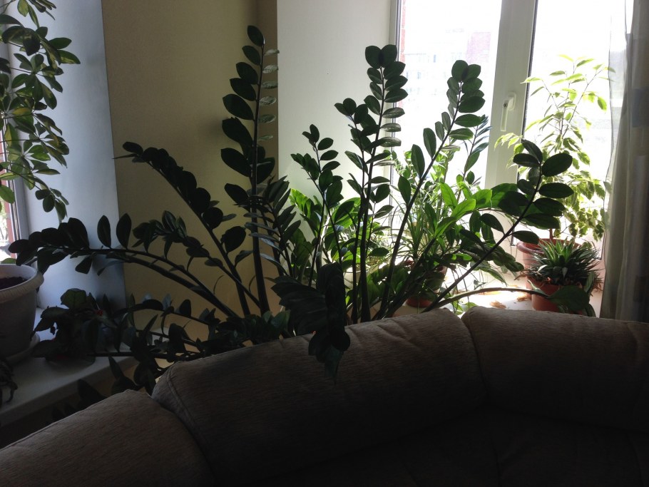 Замиокулькас + Lechuza