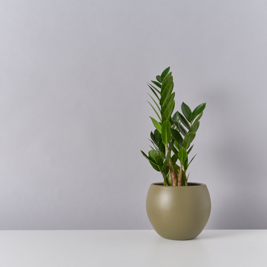 Замиокулькас гигант