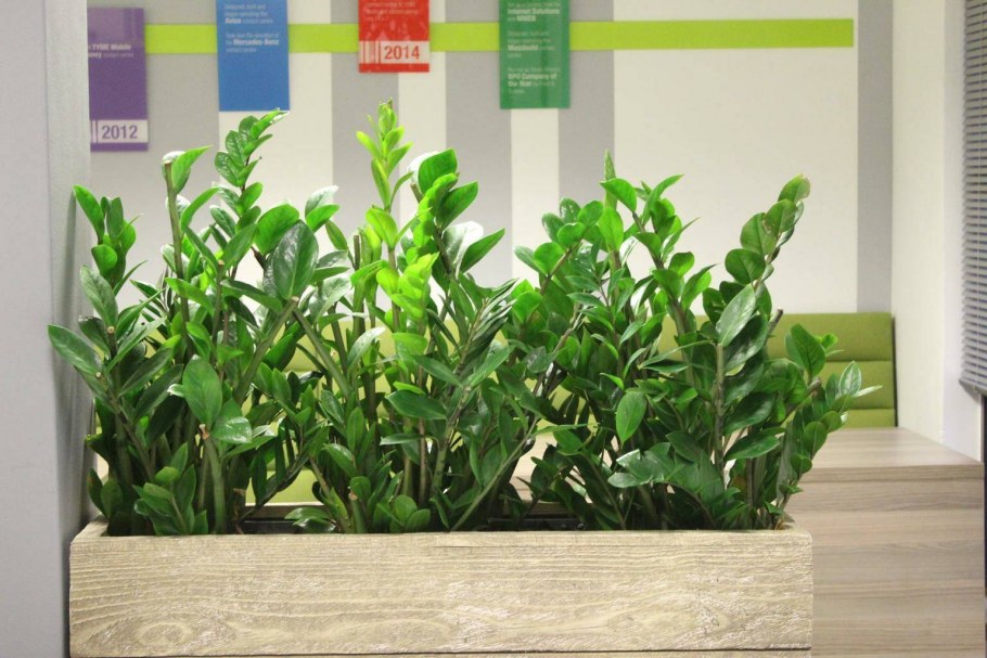 Замиокулькас и монстера