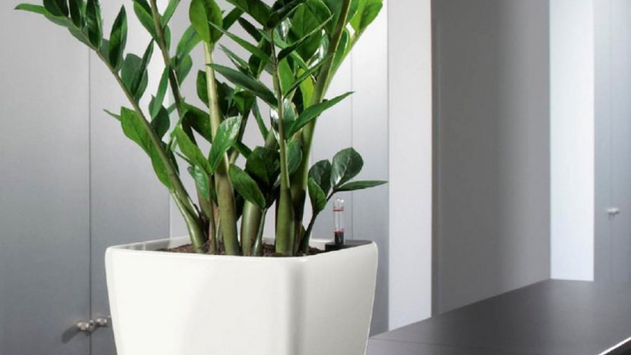 Офисные цветы фото с названиями