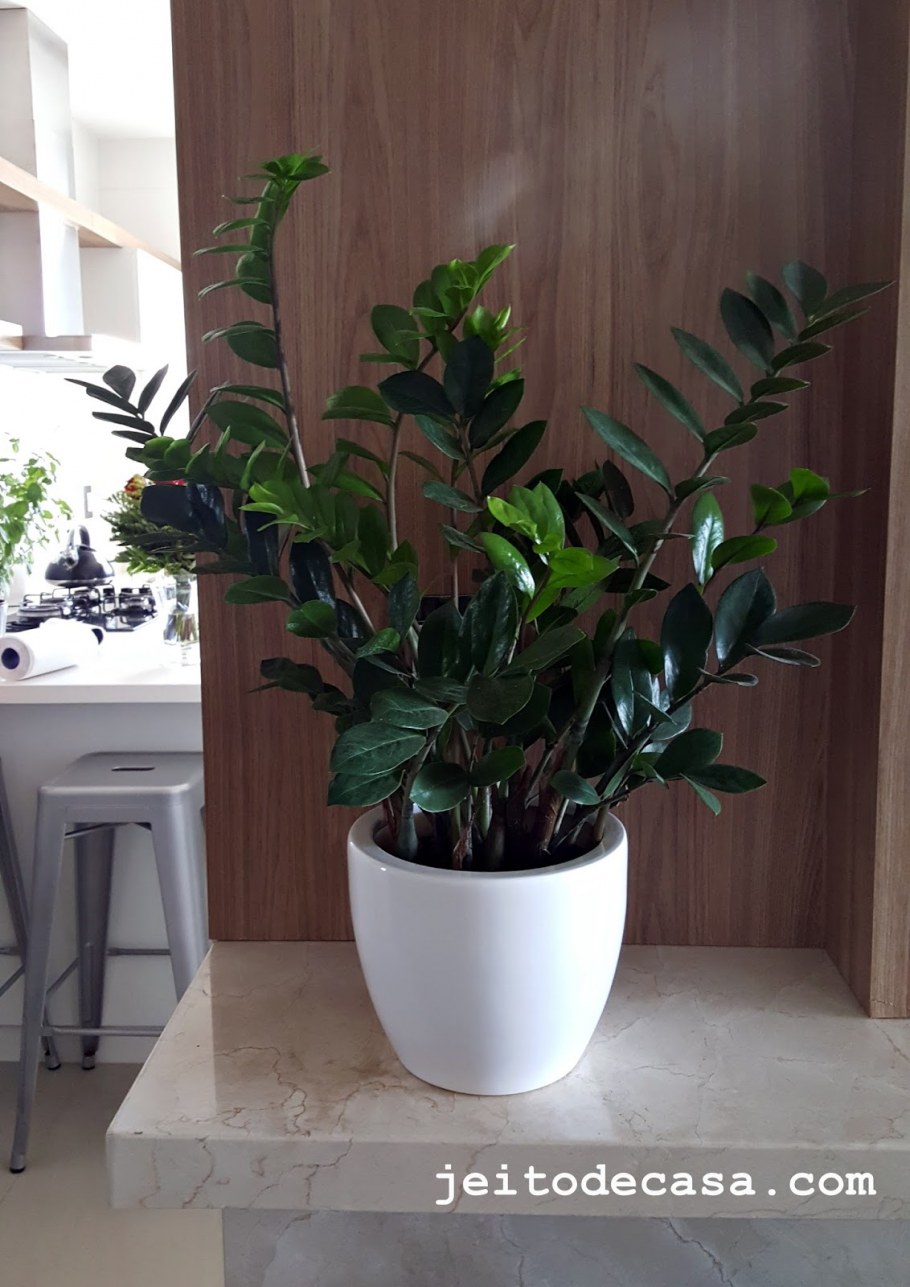 Суккуленты замиокулькас