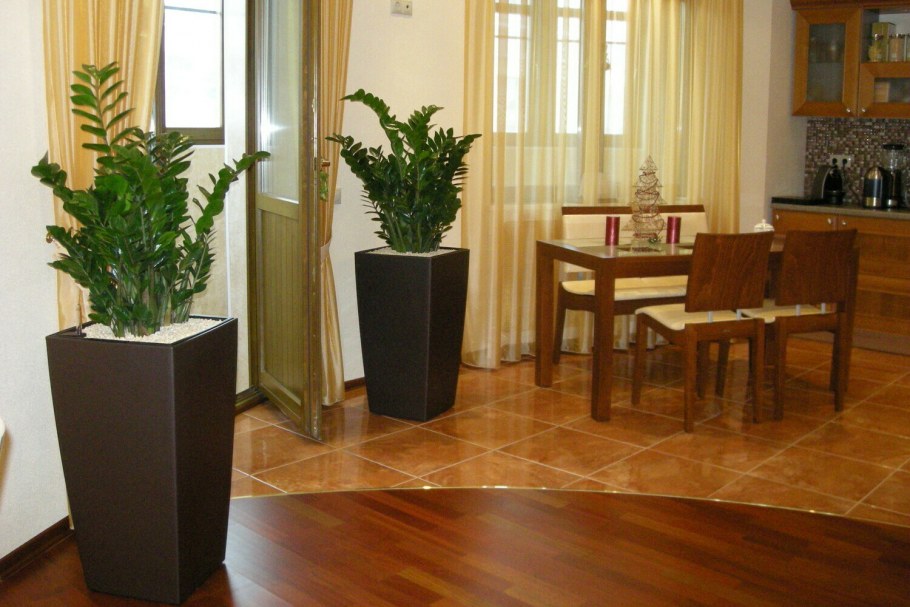 Замиокулькас Эстетика