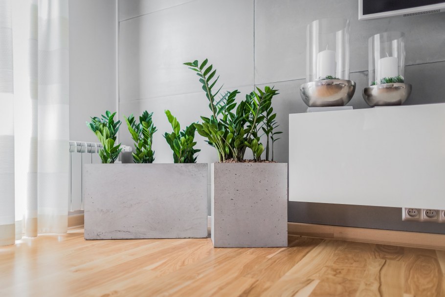 Фикус лирата в интерьере