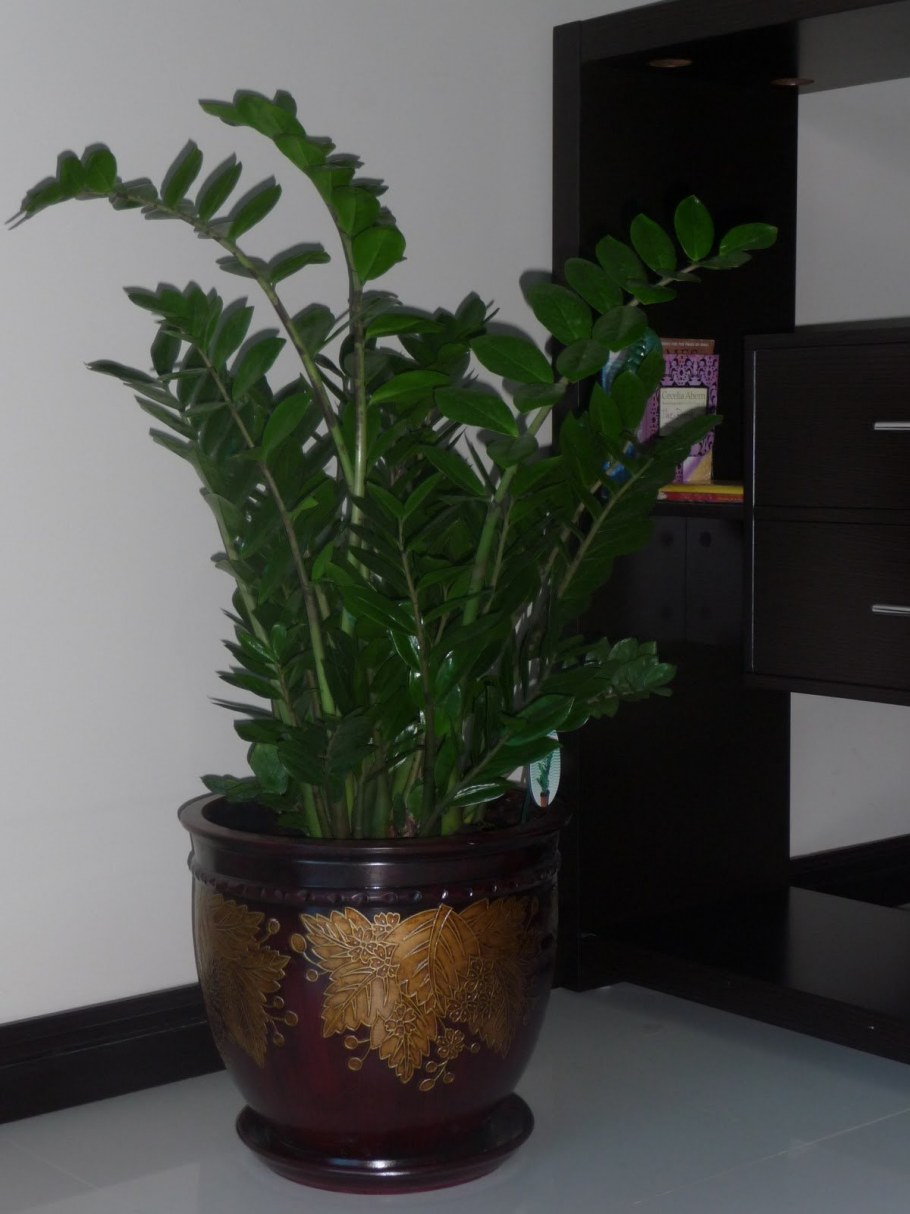 Замиокулькас икеа