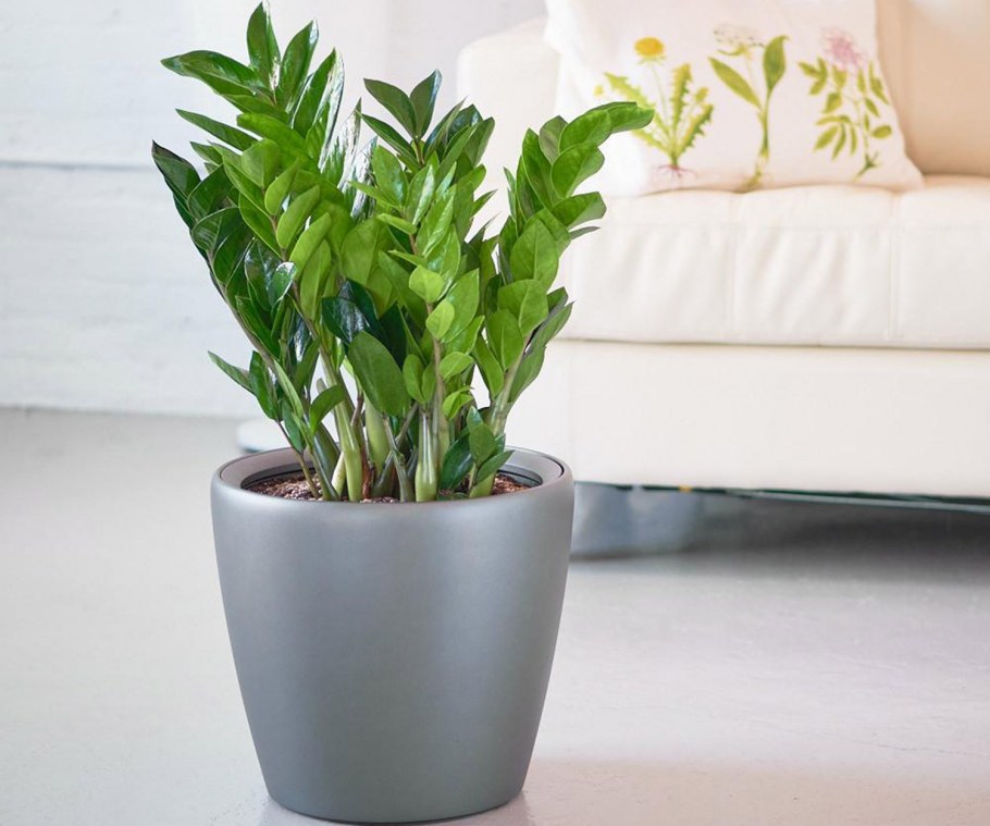 Lechuza Rondo Арека