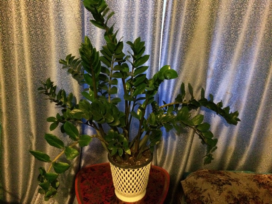 Растения в интерьере офиса