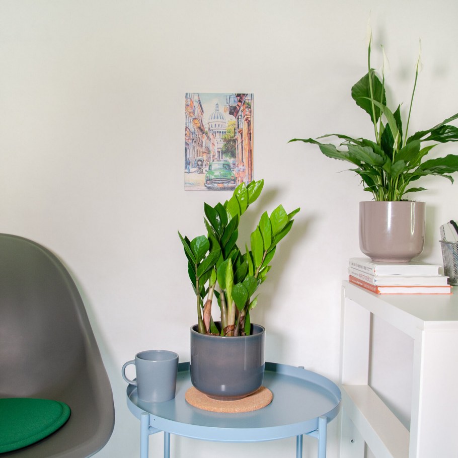 Замиокулькас в терракотовом горшке