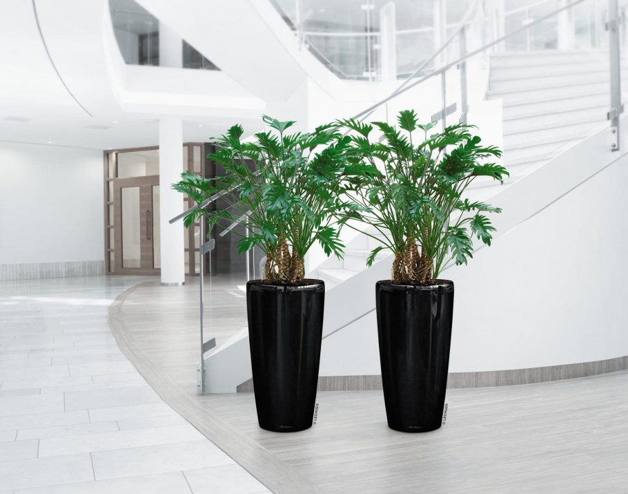 Монстера Фридрихшталя в интерьере