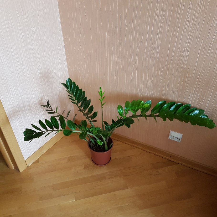 Замиокулькас Занзибар